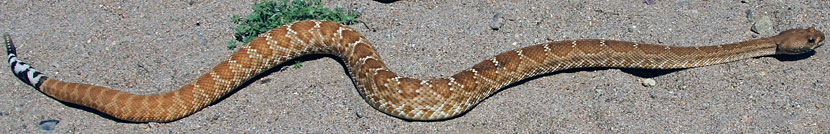 Red Diamond Rattlesnake