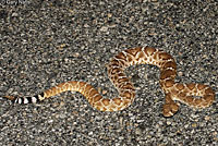 Red Diamond Rattlesnake