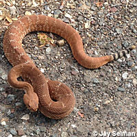 Red Diamond Rattlesnake