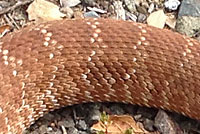 Western Diamond-backed Rattlesnake