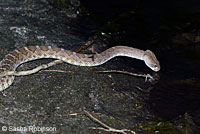 Red Diamond Rattlesnake