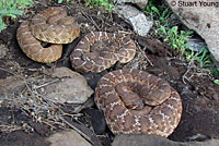 Red Diamond Rattlesnake