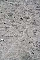 Red Diamond Rattlesnake tracks