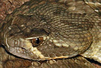 Northern Mohave Rattlesnake   