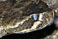 Northern Mohave Rattlesnake   