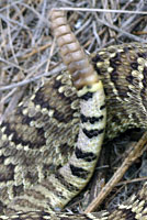 Western Diamond-backed Rattlesnake tail