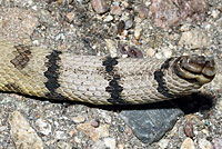 Western Diamond-backed Rattlesnake tail