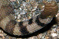 Western Diamond-backed Rattlesnake tail