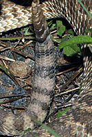 Western Diamond-backed Rattlesnake tail