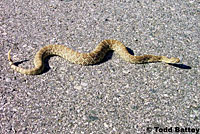 Northern Mohave Rattlesnake   