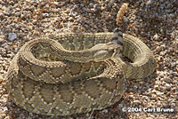 Northern Mohave Rattlesnake   