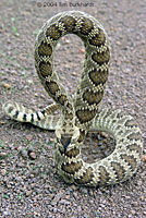 Northern Mohave Rattlesnake   