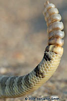 Northern Mohave Rattlesnake   