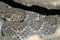 Northern Mohave Rattlesnake   