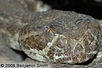 Northern Mohave Rattlesnake   