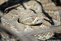 Northern Mohave Rattlesnake   