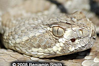 Northern Mohave Rattlesnake   