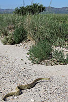 Northern Mohave Rattlesnake   