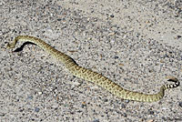 Northern Mohave Rattlesnake   