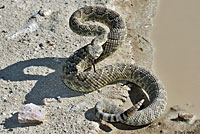 Northern Mohave Rattlesnake   