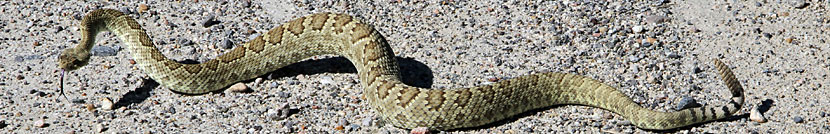 Northern Mohave Rattlesnake   