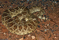 Northern Mohave Rattlesnake   