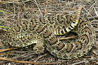 Northern Mohave Rattlesnake   