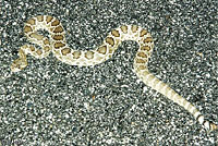 Northern Mohave Rattlesnake   