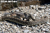 Northern Mohave Rattlesnake   