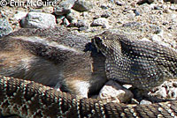 Northern Mohave Rattlesnake   