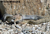 Northern Mohave Rattlesnake   