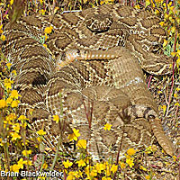 Northern Mohave Rattlesnake   