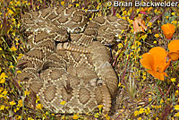 Northern Mohave Rattlesnake   