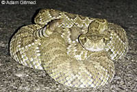 Northern Mohave Rattlesnake   