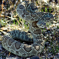 Northern Mohave Rattlesnake   