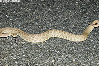 Northern Mohave Rattlesnake   