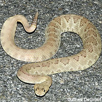 Northern Mohave Rattlesnake   