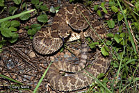 Northern Mohave Rattlesnake   