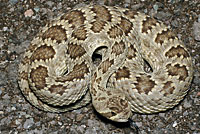 Northern Mohave Rattlesnake   