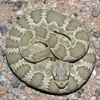 Northern Mohave Rattlesnake   