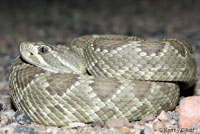 Northern Mohave Rattlesnake   