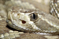 Northern Mohave Rattlesnake   