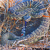 Northern Mohave Rattlesnake   