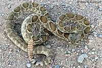 Northern Mohave Rattlesnake   