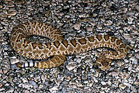 Northern Mohave Rattlesnake   