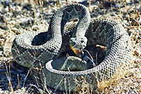 Northern Mohave Rattlesnake   