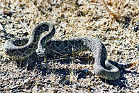 Northern Mohave Rattlesnake   