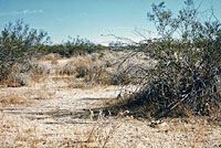 Northern Mohave Rattlesnake   