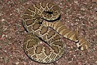 Northern Mohave Rattlesnake   