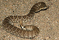 Northern Mohave Rattlesnake   